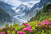 Alpenrose (Rhododendron ferrugineum) flowers over Mer de Glacier and Grandes Jorasses, Alps, France