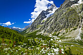 Wildblumen im italienischen Val Ferret, Grand Jorasses und Mont-Blanc-Massiv im Hintergrund, Alpen; La Vachey, Aostatal, Italien.
