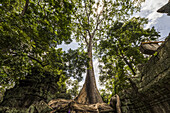 Wurzeln eines Seidenbaums (Ceiba pentadra), der über den Ruinen von Ta Prohm wächst; Angkor, Siem Reap, Kambodscha.