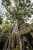 Roots of a silk cotton tree (Ceiba pentadra) growing over the ruins of Ta Prohm; Angkor, Siem Reap, Cambodia