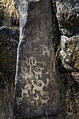 Ausgezeichnete Petroglyphen im Columbia Hills Historical State Park gefunden; Murdock, Washington, Vereinigte Staaten von Amerika