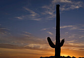 Saguaro cactus (Carnegiea gigantea) in Lost Dutchman State Park, near Apache Junction; Arizona, United States of America