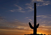 Saguaro-Kaktus (Carnegiea gigantea) im Lost Dutchman State Park, nahe Apache Junction; Arizona, Vereinigte Staaten von Amerika.