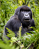 Ein Gorilla aus der Familie der Giranzea-Gorillas, der mit geöffnetem Maul im üppigen Laub sitzt; Nordprovinz, Ruanda.