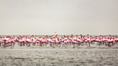 A large flock of flamingos standing in the shallow water of Walvis Bay; Sossusvlei, Hardap Region, Namibia