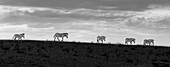 Fünf Zebras laufen bei Sonnenuntergang in einer Reihe; Sossusvlei, Hardap Region, Namibia.