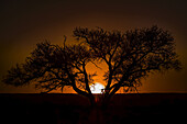 Silhouette eines Baumes mit dem glühenden Sonnenuntergang, der hinter dem Horizont versinkt; Sossusvlei, Hardap Region, Namibia