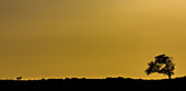 Silhouette eines Baumes und einer Antilope vor einem goldenen Himmel; Sossusvlei, Hardap-Region, Namibia.