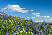 Blühende Lupinen am Berghang; Geysir, Island