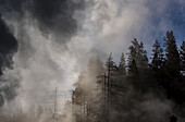 Dampf steigt aus Geysiren im Norris Geyser Basin auf, Yellowstone National Park; Wyoming, Vereinigte Staaten von Amerika