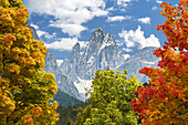Colourful trees in autumn framing dramatic mountain in the background; Sesto, Bolzano, Italy