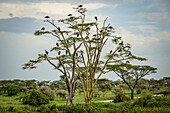 Schwarm von Marabu-Störchen (Leptoptilos crumenifer) auf einem Baum, Serengeti-Nationalpark; Tansania.