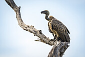 White-backed vulture (Gyps africanus) on dead tree stump, Tarangire National Park; Tanzania