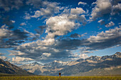 A man walks across a grass field with the majestic mountains of Kluane National Park in the background; Destruction Bay, Yukon Territory, Canada
