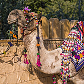 Nahaufnahme eines mit bunten Quasten und Stoffen geschmückten Kamels; Jaisalmer, Rajasthan, Indien.
