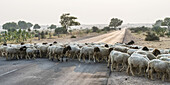Schafherde beim Überqueren einer Straße; Jaisalmer, Rajasthan, Indien.