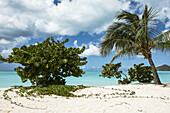 Tropischer Strand von Jolly Harbour am Karibischen Meer mit weißem Sand und Bäumen; Antigua und Barbuda.