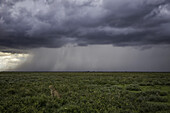 Gepard (Acinonyx jubatus) sitzt im Gras, während in der Ferne ein Sturm tobt; Ndutu, Tansania.
