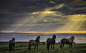 Islandpferde stehen in einer Reihe am Ufer bei Sonnenuntergang; Hofsos, Island.