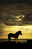Silhouette eines Islandpferdes, das bei Sonnenuntergang am Meer entlangläuft; Hofsos, Island