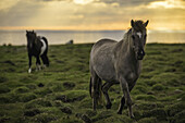 Icelandic horses walking along the ocean at sunset; Hofsos, Iceland