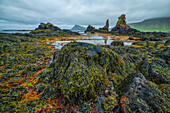 Die Ebbe offenbart eine üppige Welt des Lebens unter Wasser entlang der Strandir-Küste; Djupavik, Westfjorde, Island