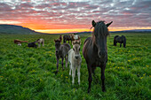 Icelandic horses walking in a grass field at sunset; Hofsos, Iceland