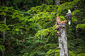 Bald Eagle (Haliaeetus leucocephalus) sitting in a tree in the Great Bear Rainforest; Hartley Bay, British Columbia, Canada