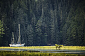 Segelboot in einer Flussmündung, Great Bear Rainforest; Hartley Bay, British Columbia, Kanada.