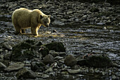 Spirit Bear, or Kermode Bear, (Ursus americanus kermodei) walking in a stream in the Great Bear Rainforest; Hartley Bay, British Columbia, Canada