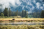 Grizzly bear (Ursus arctos horribilis) walking in the tidal area of the Great Bear Rainforest; Hartley Bay, British Columbia, Canada
