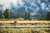 Grizzlybär (Ursus arctos horribilis) beim Spaziergang im Gezeitenbereich des Great Bear Rainforest; Hartley Bay, British Columbia, Kanada