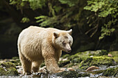 Spirit Bear, or Kermode Bear (Ursus americanus kermodei) fishing in the Great Bear Rainforest; Hartley Bay, British Columbia, Canada