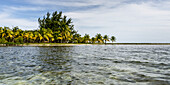 Lush foliage and palm trees along a tropical coast; Belize