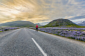 Eine weibliche Reisende geht allein auf der leeren Straße in Island dem Sonnenuntergang entlang des mit Wildblumen übersäten Straßenrandes entgegen; Island