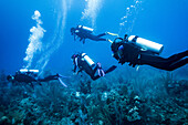 Scuba divers at Majestic Point Dive Site, Belize Barrier Reef; Belize