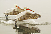 Dalmatian Pelicans (Pelecanus crispus) landing on the water in Northern Greece; Kerkini, Greece