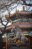 Chinesischer Wächterlöwe im Lama-Tempel, Bezirk Dongcheng; Peking, China.