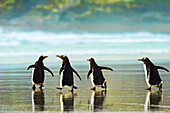 Gentoo penguins (Pygoscelis papua) walking on the wet sand, The Neck; Saunder's Island, Falkland Islands