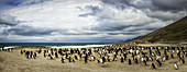 Gentoo penguins (Pygoscelis papua), stitched panorama, The Neck; Saunder's Island, Faulkland Islands
