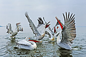 Dalmation Pelicans (Pelecanus crispus) flapping their wings acting silly on the water of Lake Kerkini; Greece