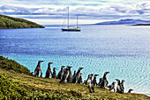 Magellanic penguins (Spheniscus magellanicus) on the shore of West Point Island; West Point Island, Falkland Islands