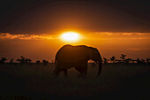 African bush elephant (Loxodonta africana) silhouetted on horizon at sunset, Maasai Mara National Reserve; Kenya