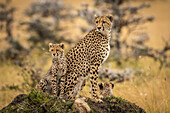 Cheetah (Acinonyx jubatus) and cubs sitting together on mound, Maasai Mara National Reserve; Kenya