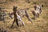 Cheetah (Acinonyx jubatus) drags Thomson's gazelle (Eudorcas thomsonii) with two cubs following, Maasai Mara National Reserve; Kenya