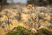 Cheetah (Acinonyx jubatus) sits on mound among whistling thorn (Vachellia drepanolobium), Maasai Mara National Reserve; Kenya
