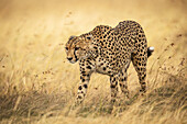 Cheetah (Acinonyx jubatus) walks through grass with head down, Maasai Mara National Reserve; Kenya
