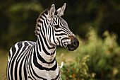 Nahaufnahme eines Steppenzebras (Equus quagga), das in die Kamera schaut, Maasai Mara Nationalreservat; Kenia.