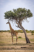 Giraffe (Giraffa camelopardalis tippelskirchii) eating beneath leaning tree on savannah, Maasai Mara National Reserve; Kenya