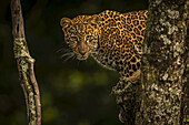 Leopard (Panthera pardus) stares between branches covered in lichen, Maasai Mara National Reserve; Kenya
